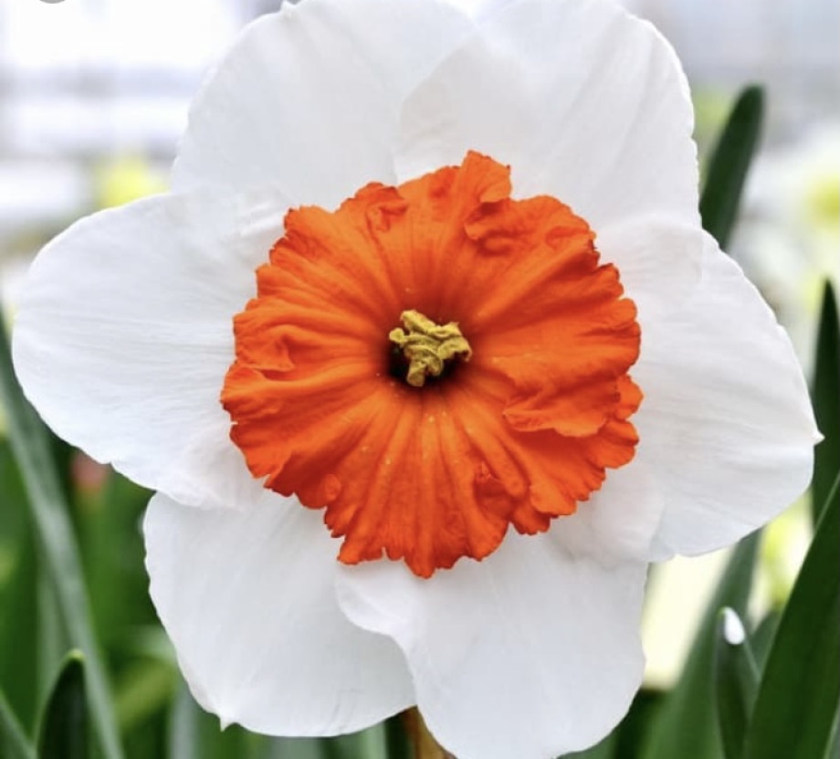 Городские цветы нарциссическое расстройство личности