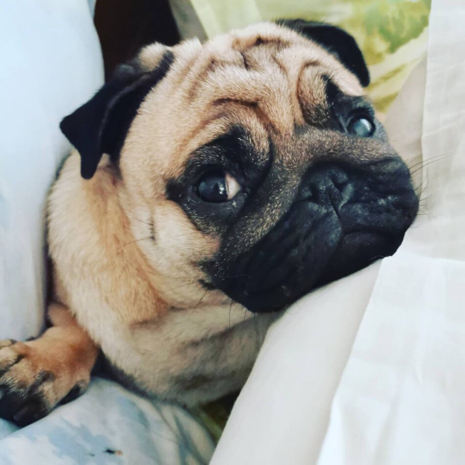 Собачник или кошатник Проверь себя Несерьезный психологический тест