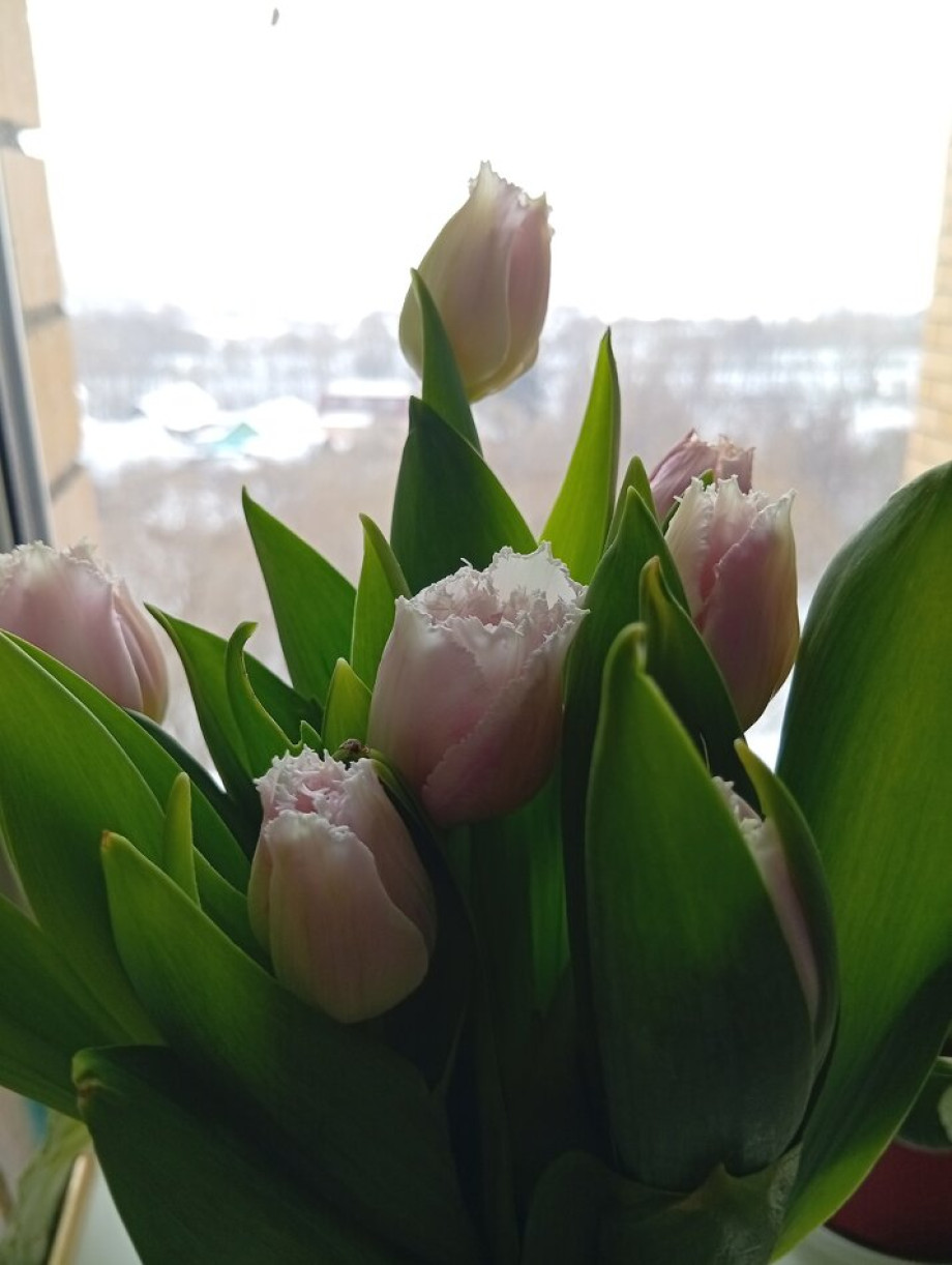 Чудесный день