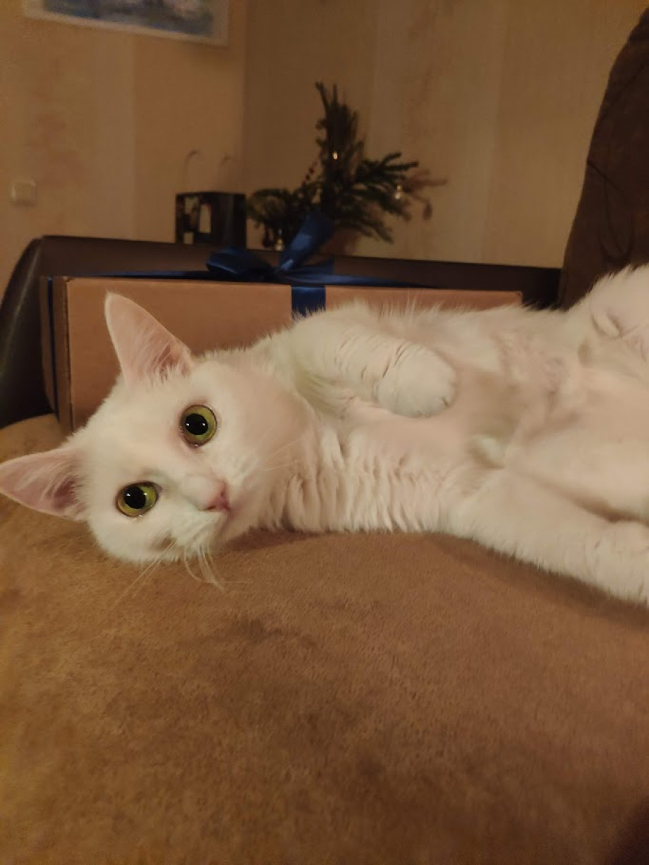 Последние дни домашних животных как быть если ничего уже нельзя сделать