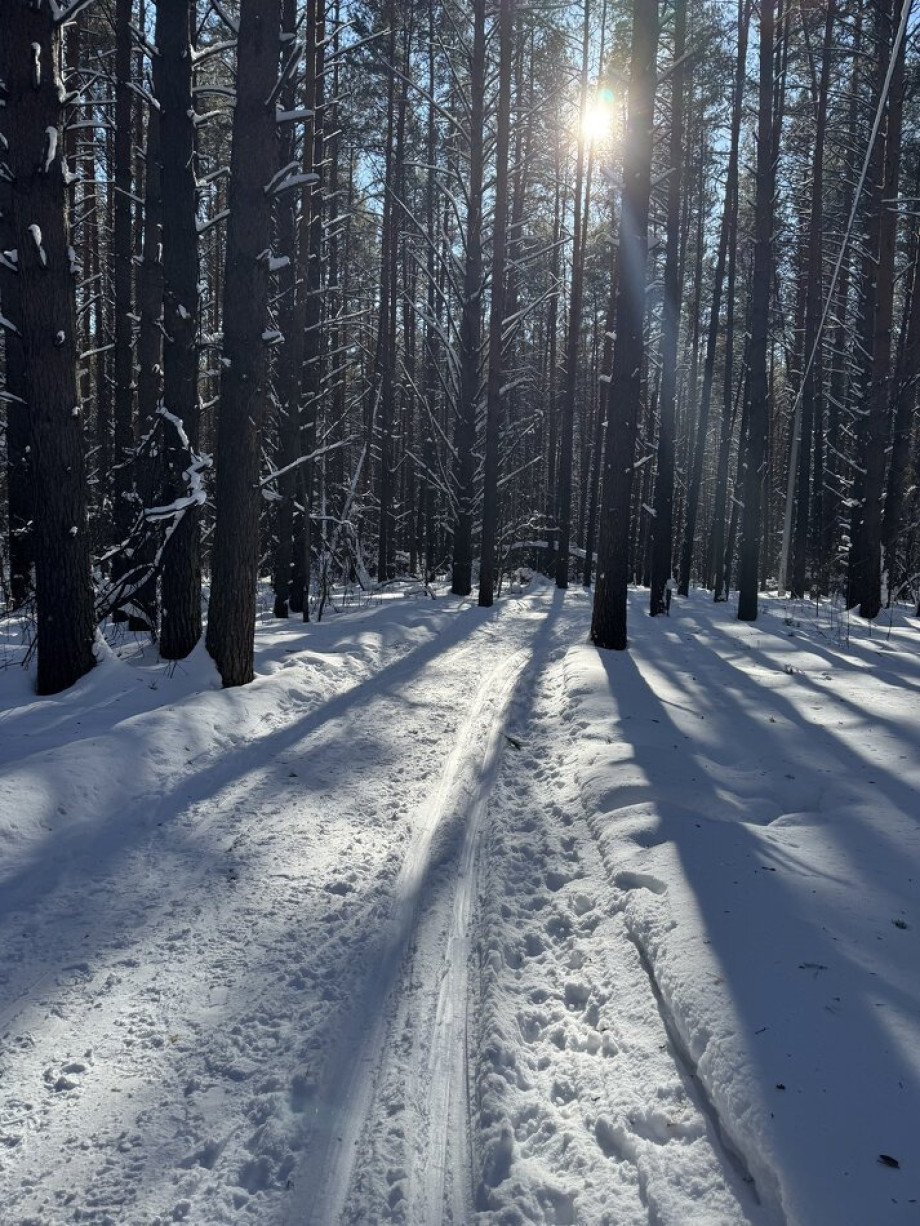 В Сосновый бор на лыжах с белкой и снегирями