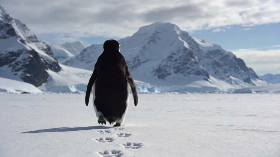 Пингвин нигилист и созависимость когда изоляция это погибель