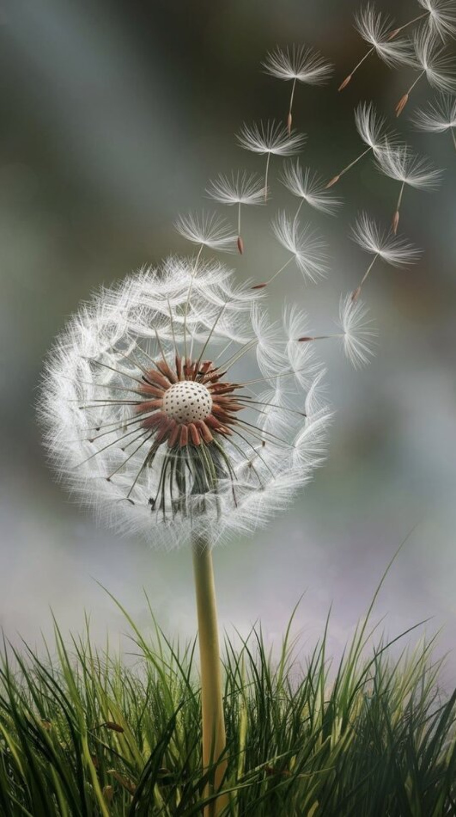 Негативные мысли как сорняки психики как они влияют на качество жизни